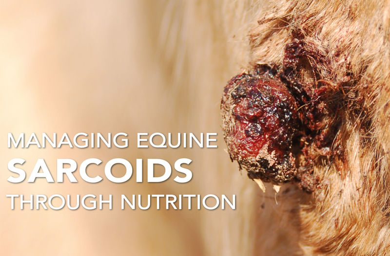 Managing Equine Sarcoids  - Equine Science Matters™